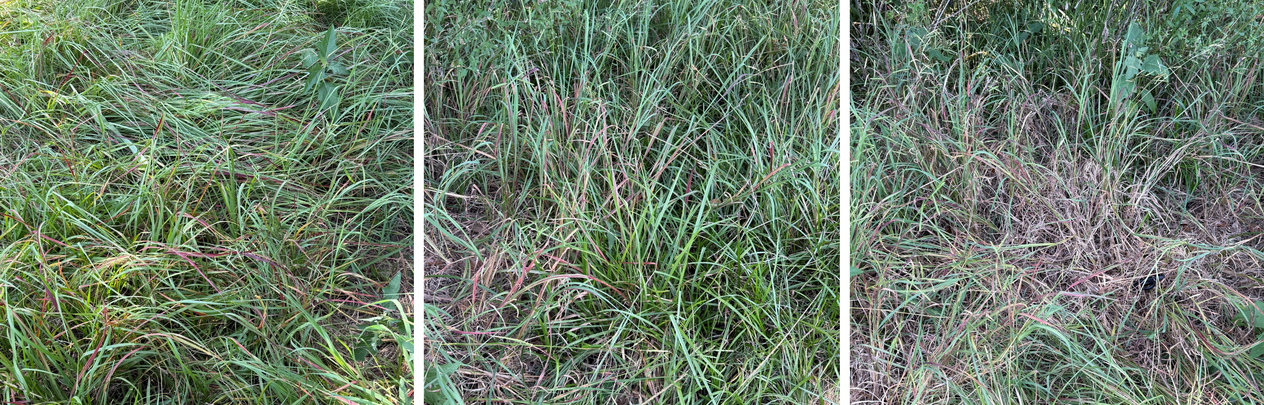 Pictures of discoloration in grass